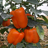 ORANGE GLORY.jpg